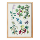 Botanical poster, after an engraving from 1881 (Alpine soldanella, ivy)