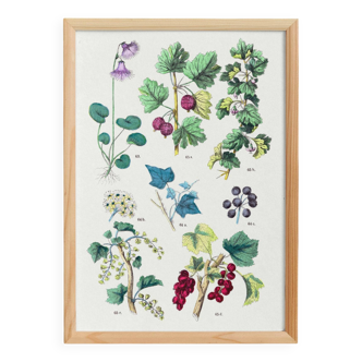 Botanical poster, after an engraving from 1881 (Alpine soldanella, ivy)