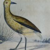 Original ornithological plate " Golden plover & with collar - Echasse - &c... " Buffon (1837)