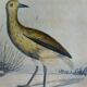 Planche ornithologique originale " Pluvier doré & à collier - Echasse - &c... " Buffon 1837