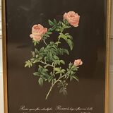 Lithographie Rose d’après Redouté