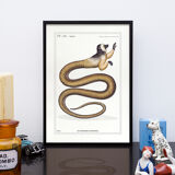 Set of 3 chimeras lithography animal engraving