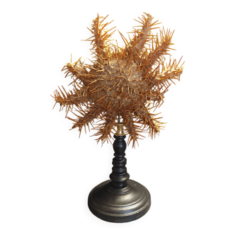 Cabinet of Curiosities starfish acanthaster planci on a base