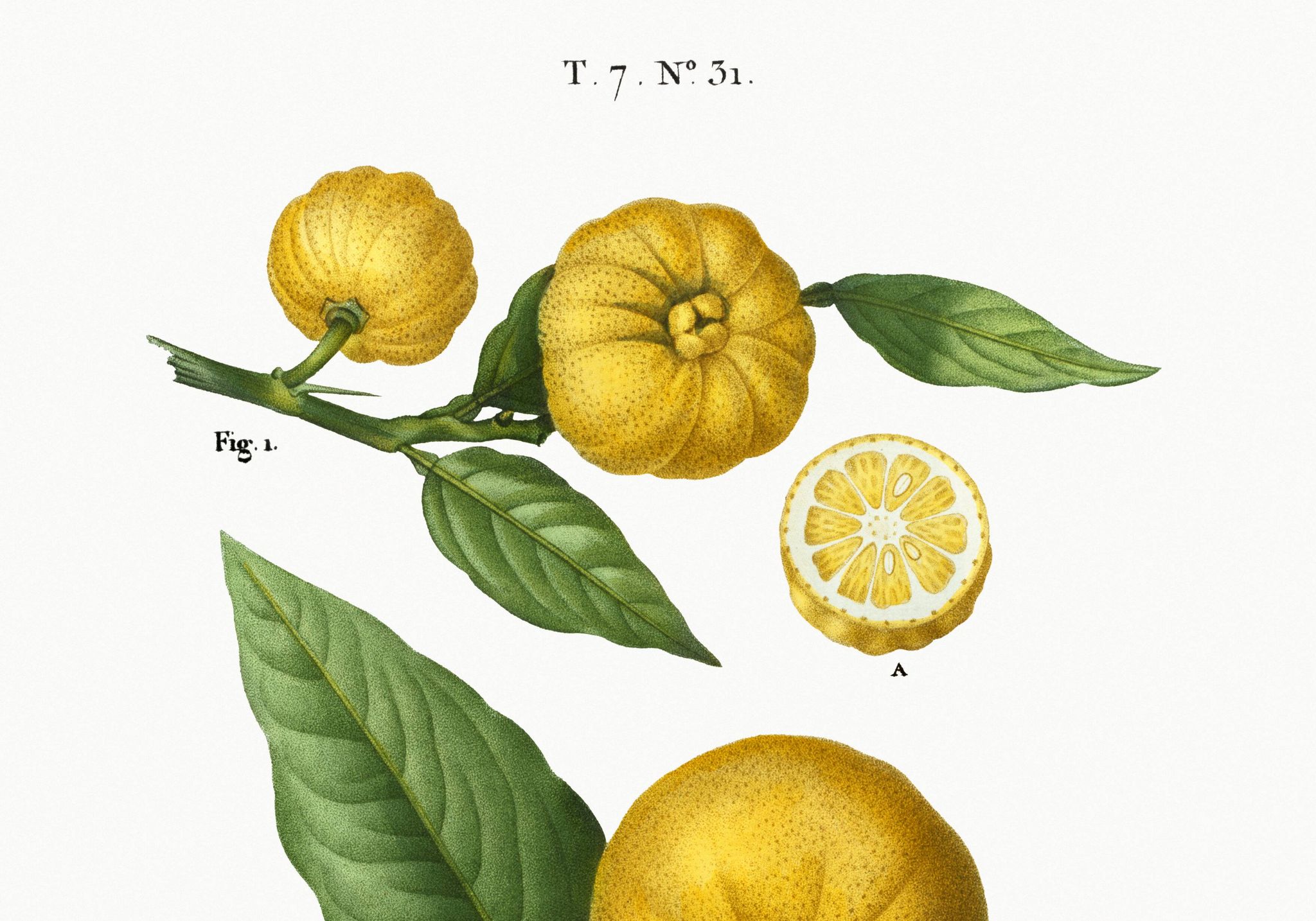 Affiche sur "citronnier", d’après une gravure ancienne de 1802