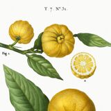 Poster on a "lemon tree", after an old engraving from 1802