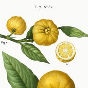 Affiche sur "citronnier", d’après une gravure ancienne de 1802