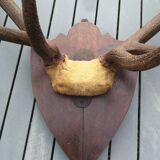 Deer Massacre Trophy