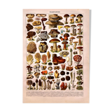 Lithograph Plate Mushrooms
