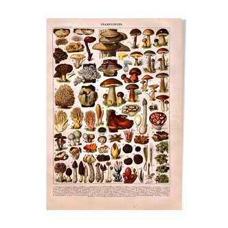 Lithographie Planche Champignons