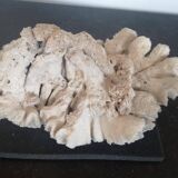 Natural old coral - marine decorative object (21 cm)