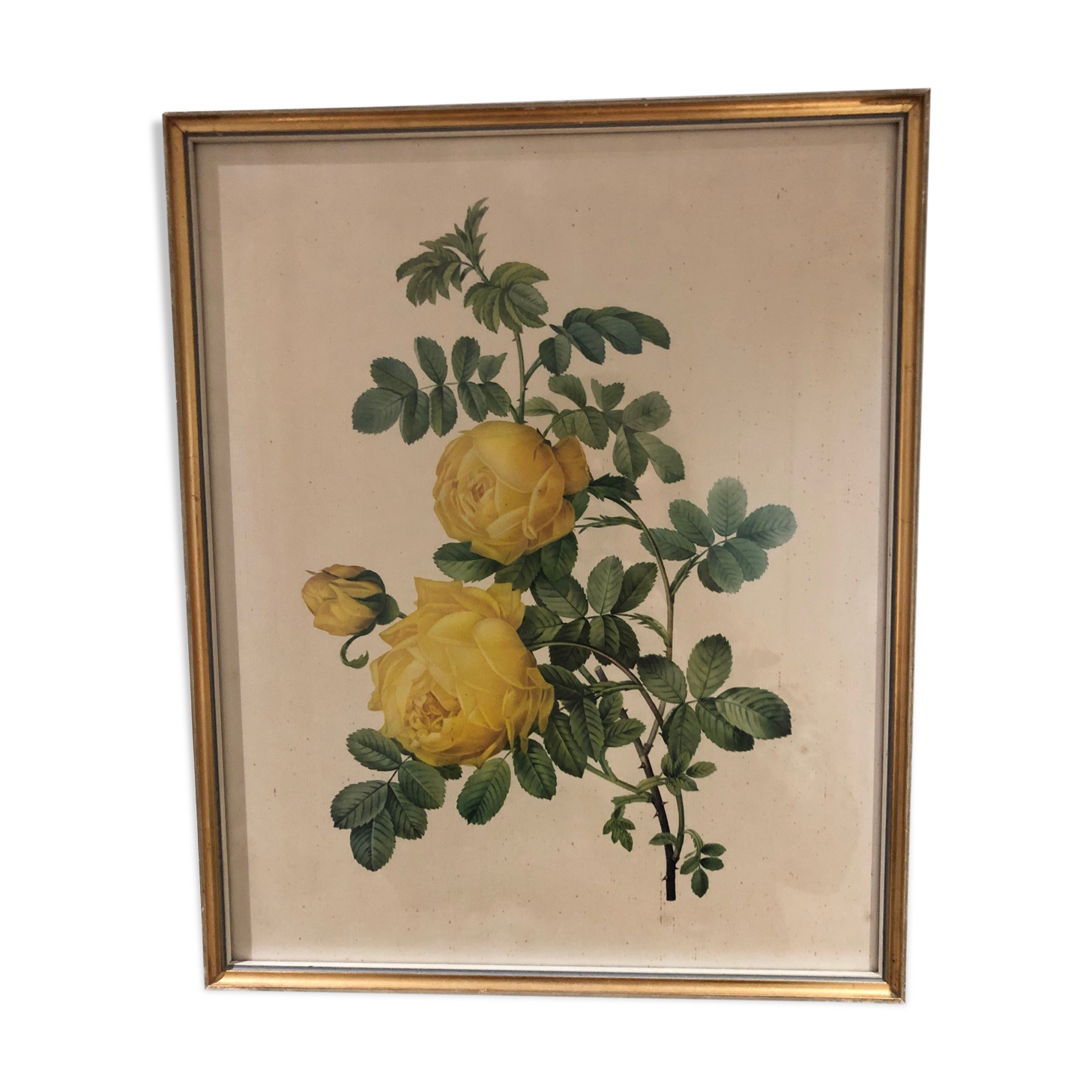 Rosa Sulfurea by Pierre Joseph Redouté