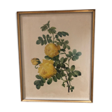 Rosa Sulfurea by Pierre Joseph Redouté