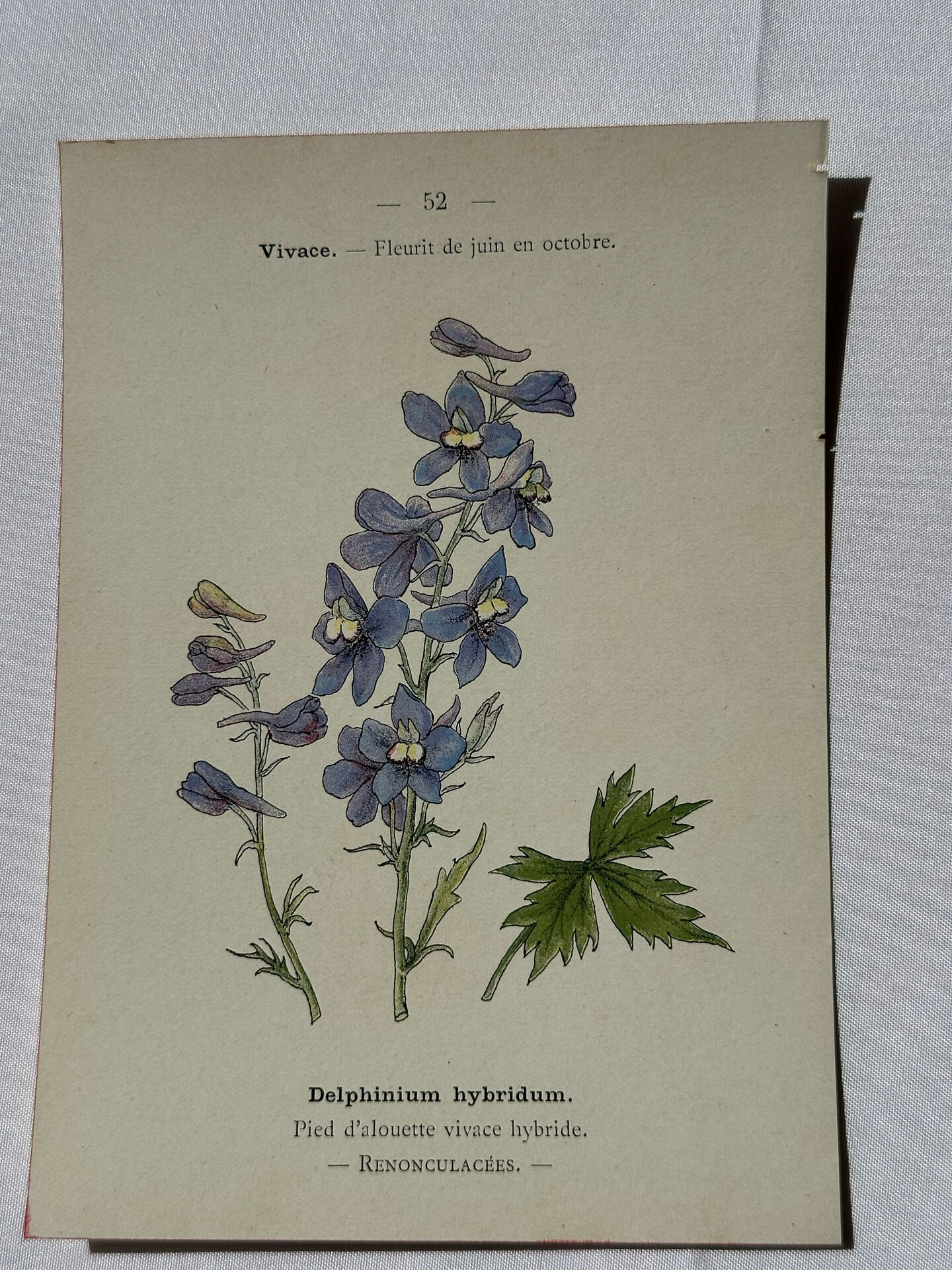 Botanical lithograph French flower double-sided naturalist