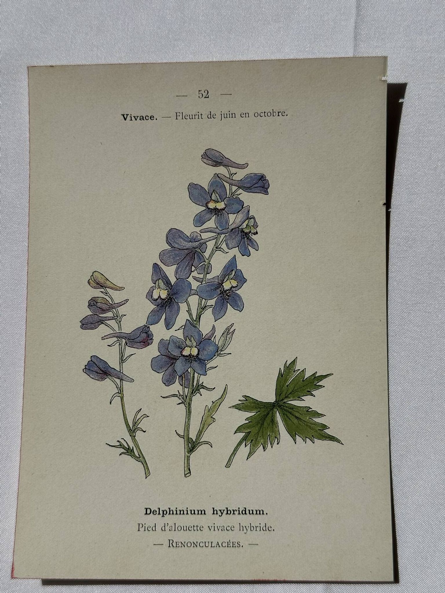 Botanical lithograph French flower double-sided naturalist