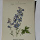 Botanical lithograph French flower double-sided naturalist