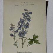 Botanical lithograph French flower double-sided naturalist