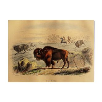 Zoological plank of 1848