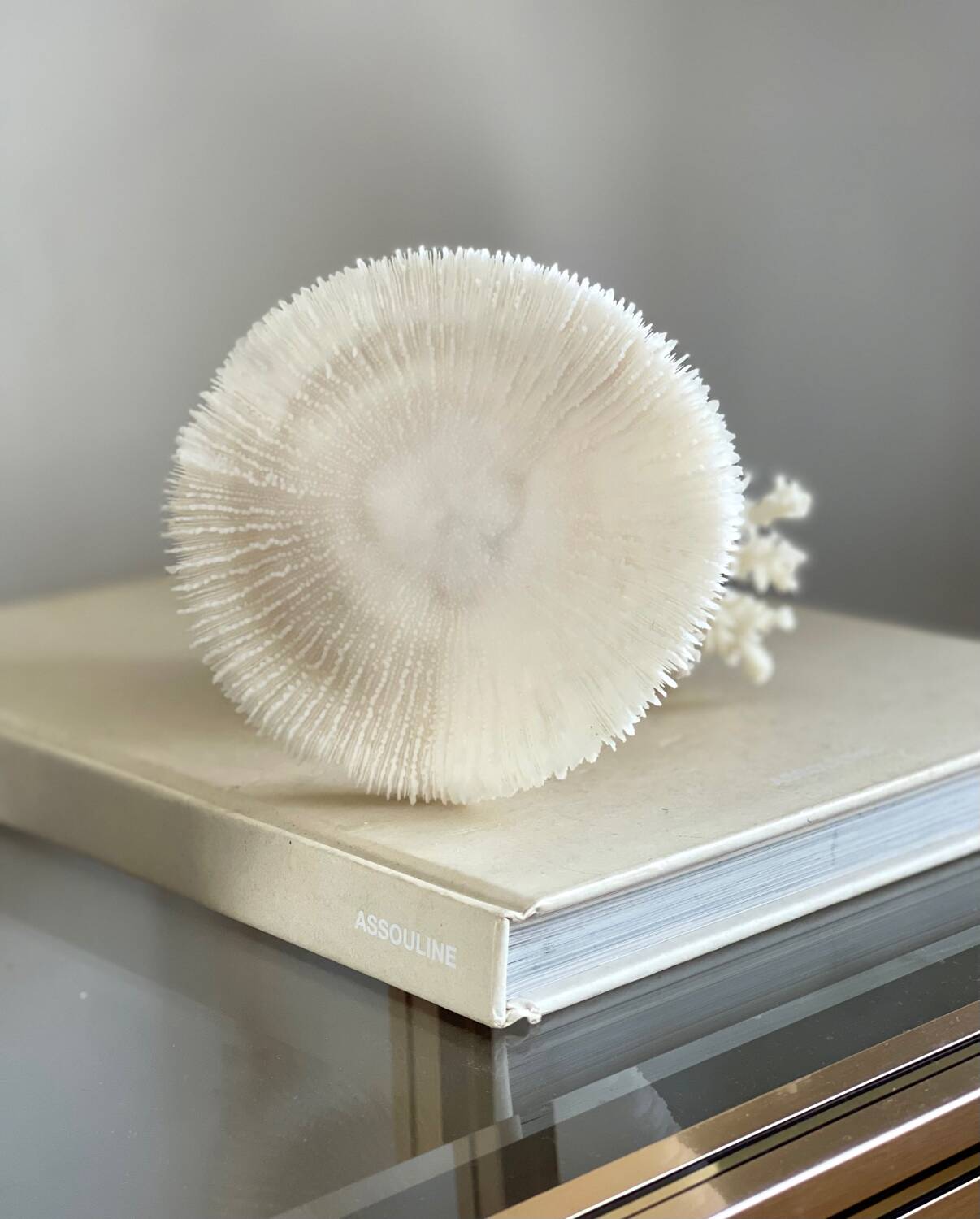 White coral on a natural base