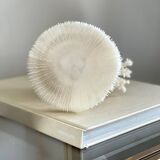 White coral on a natural base