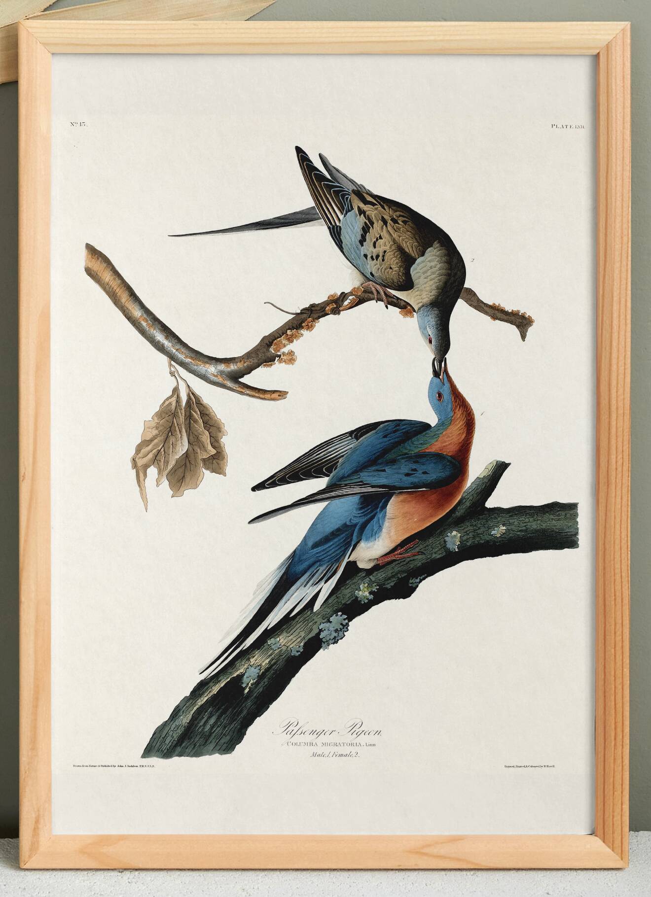 Poster about the Tourte voyageuse, based on an old engraving from 1827.