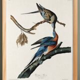 Poster about the Tourte voyageuse, based on an old engraving from 1827.