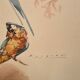 Lithograph birds signed 1996 in beautiful frame in magnifying glass 82xx50