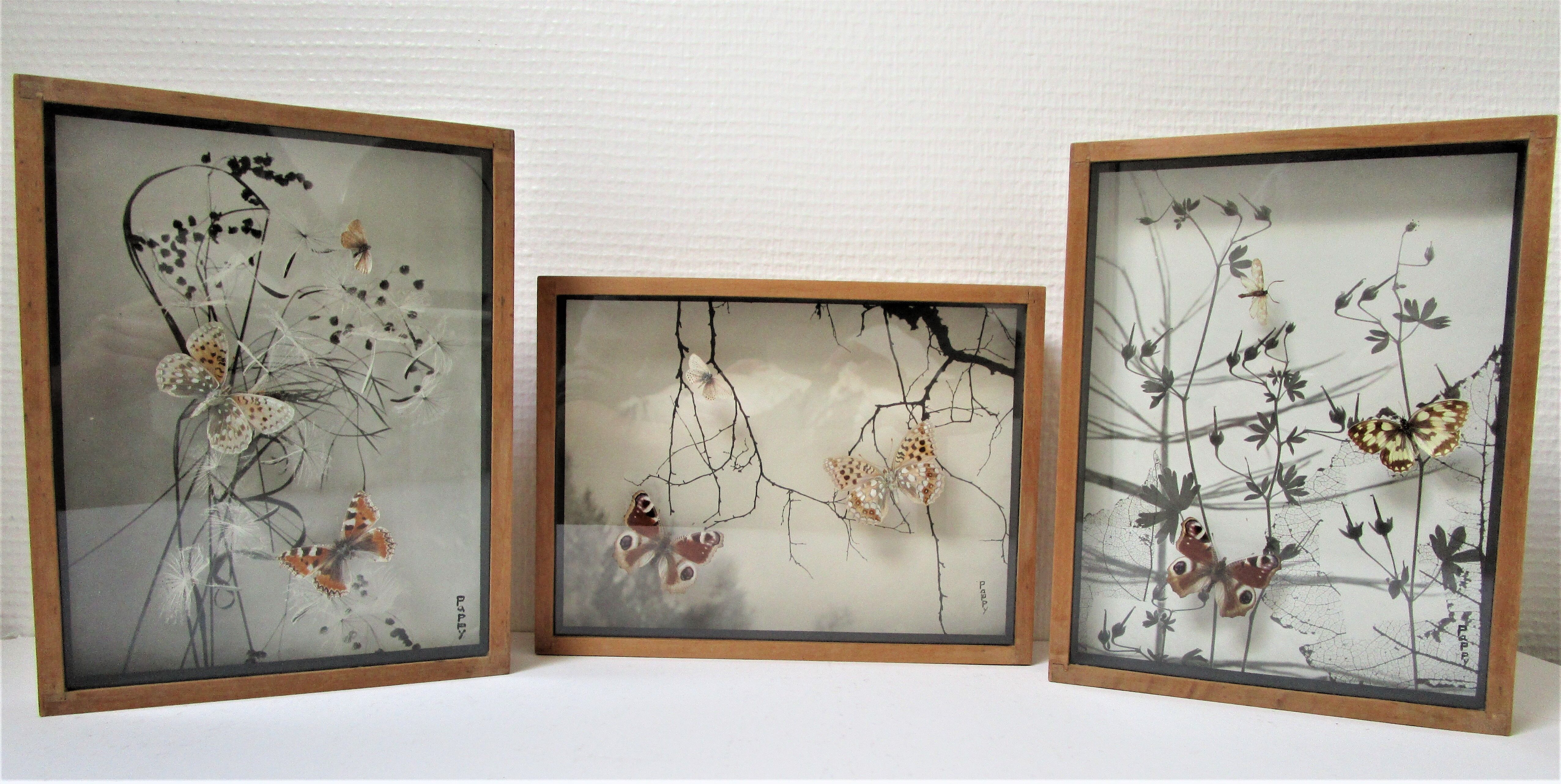 Three wooden frames with naturalized butterflies vintage 60s