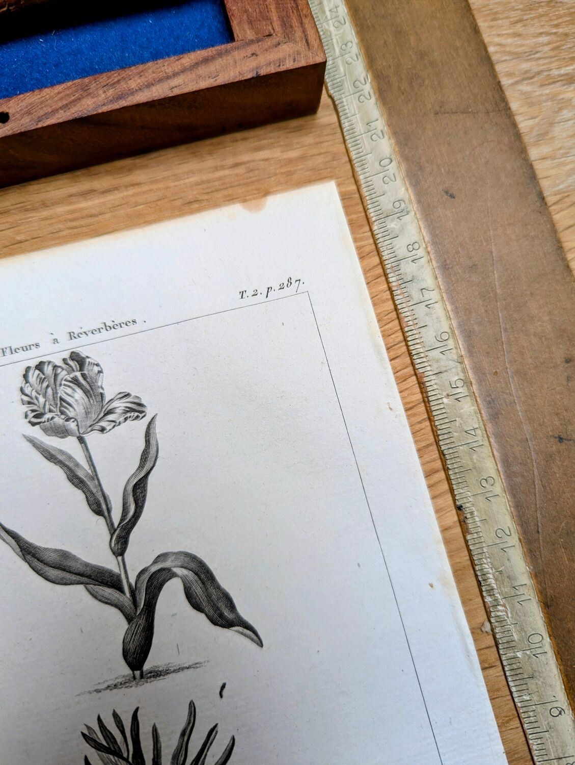 Imprimée en 1818, Tulipe et Impériale. Botanique vintage.