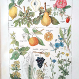 Ancienne planche années 20 apéritives