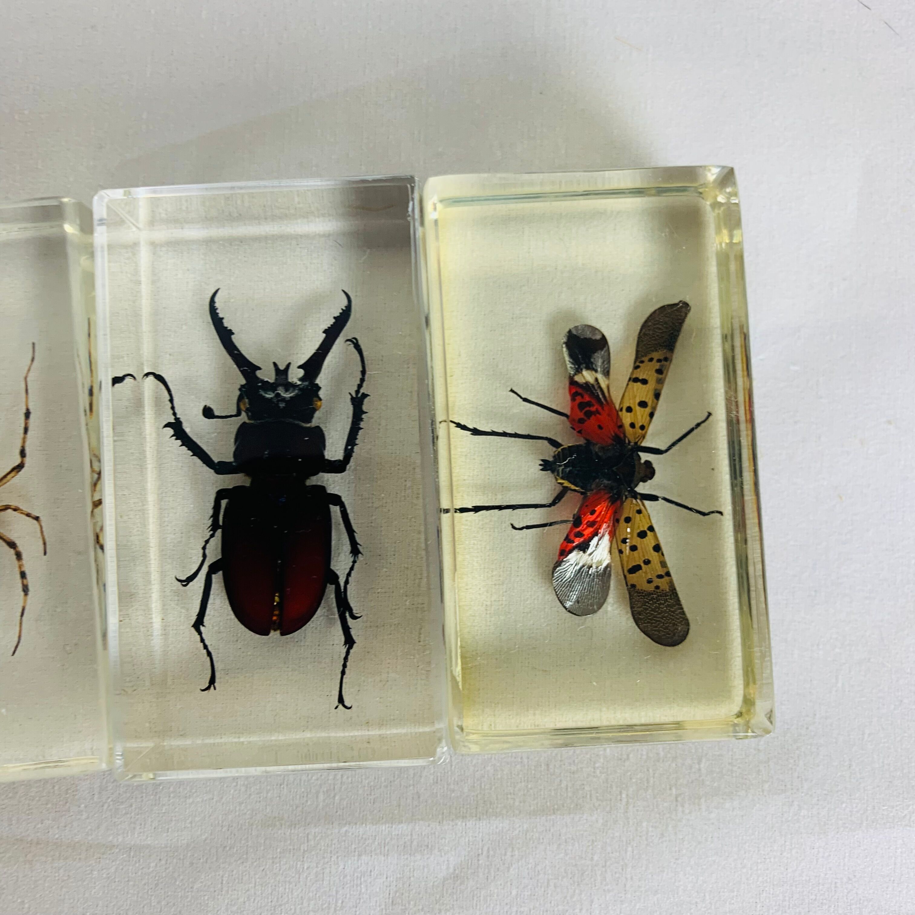 Set of 6 insects inclusion in resin