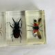 Set of 6 insects inclusion in resin