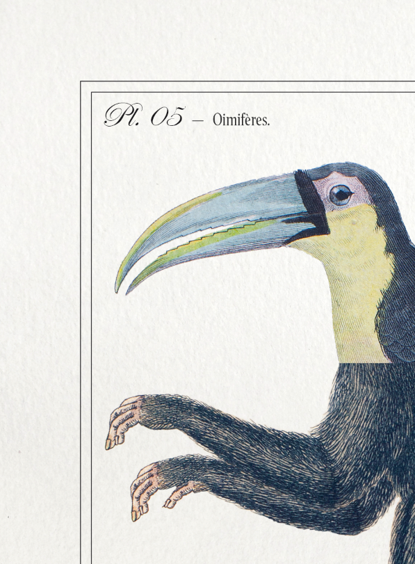 Chimera lithography animal engraving - the toupajou