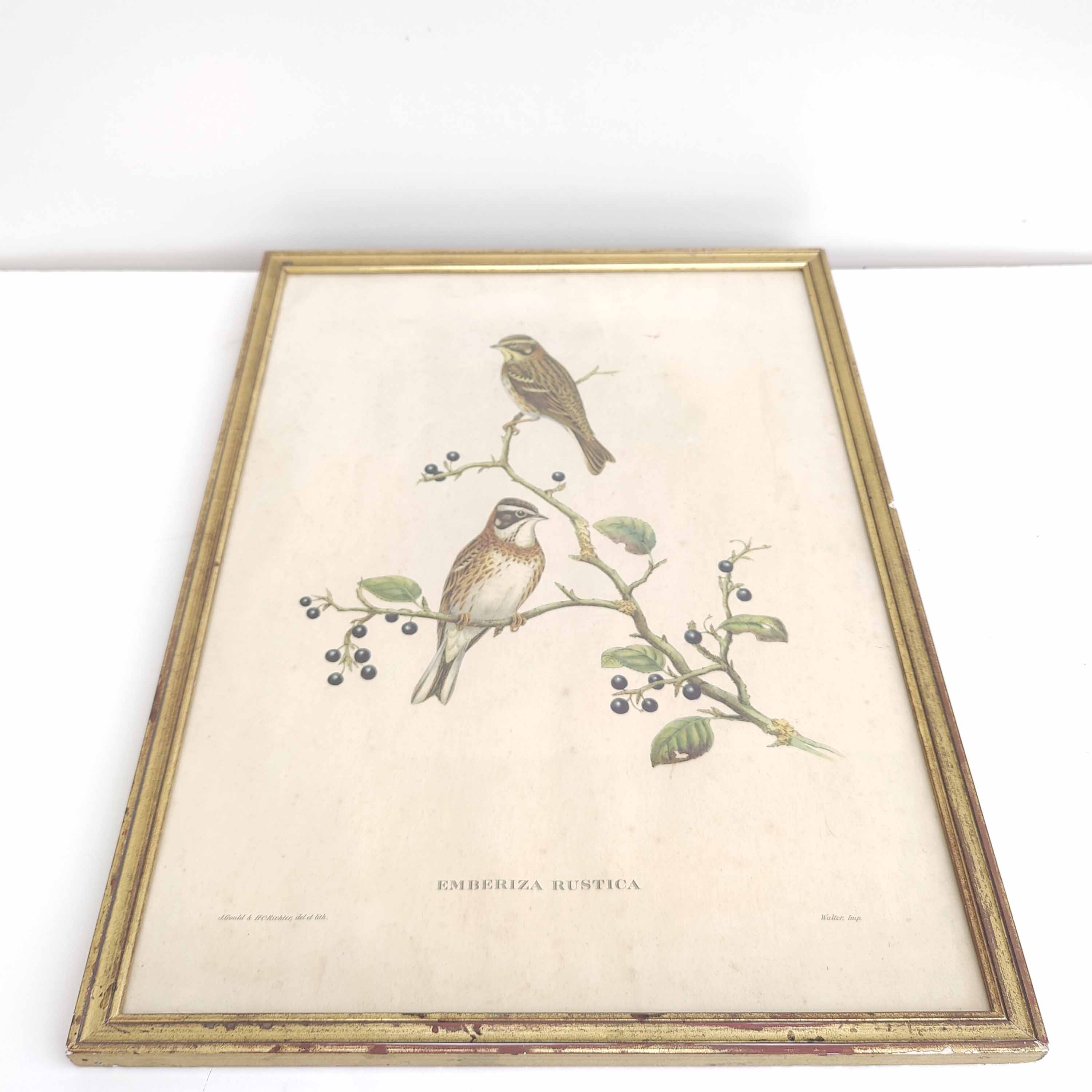 Lithograph vintage bird couple by J. Gould and H-C Richter golden frame