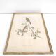 Lithograph vintage bird couple by J. Gould and H-C Richter golden frame