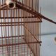 Asian bird cage