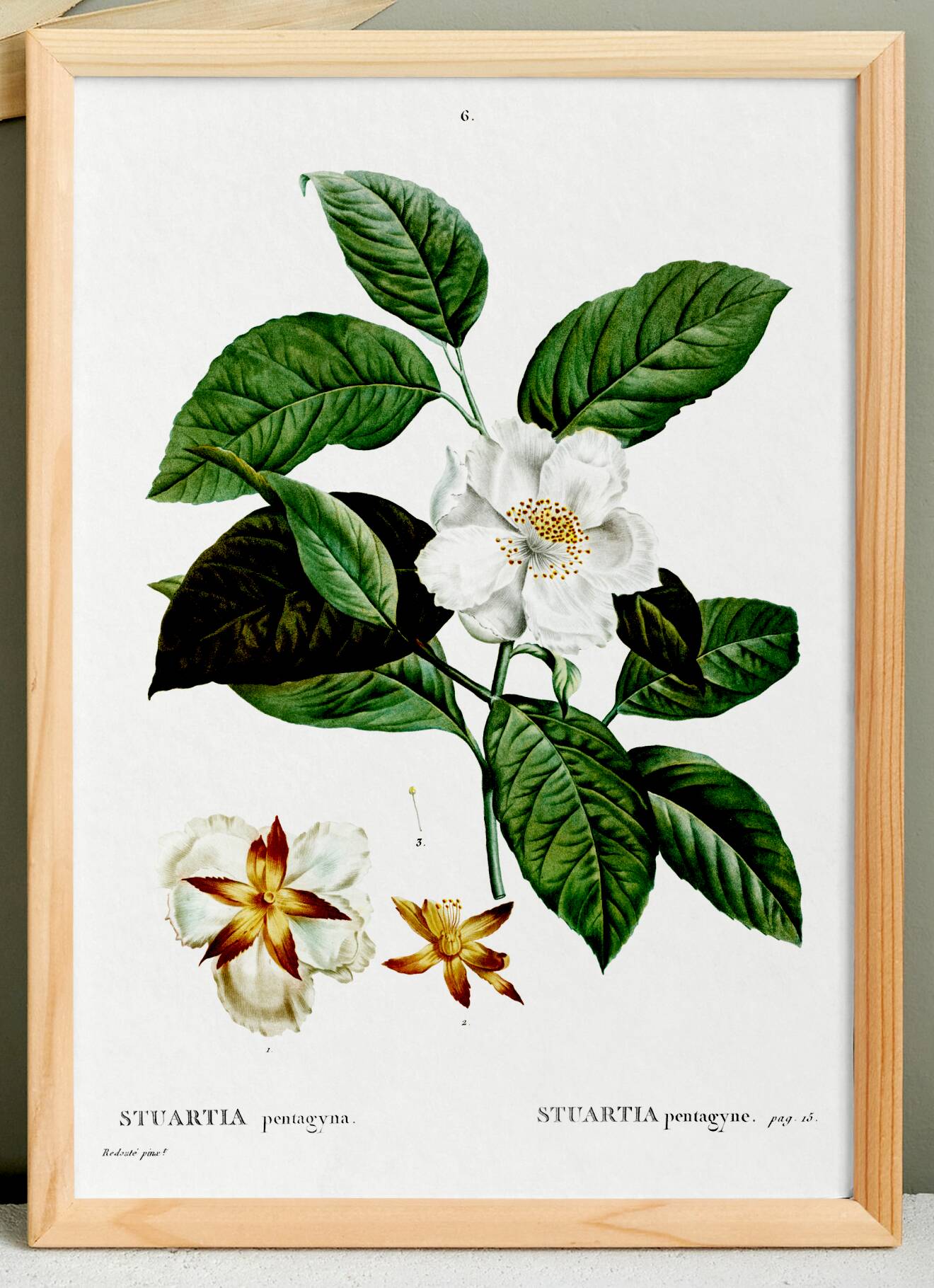 Botanical poster on Stuartia, after an engraving from 1802.