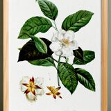 Botanical poster on Stuartia, after an engraving from 1802.