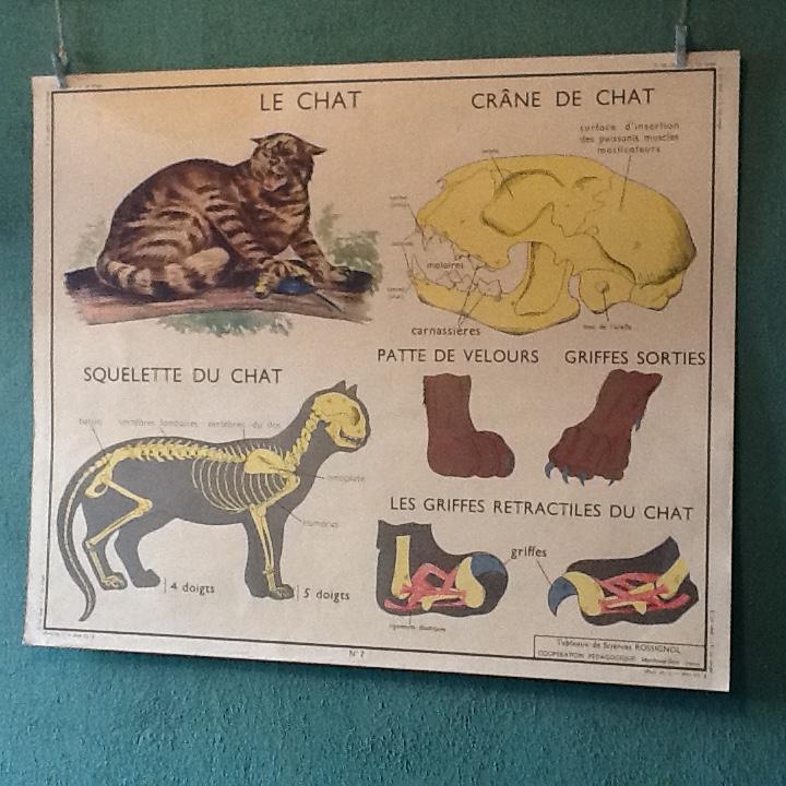 Poster teaching years 60 the monkey / cat