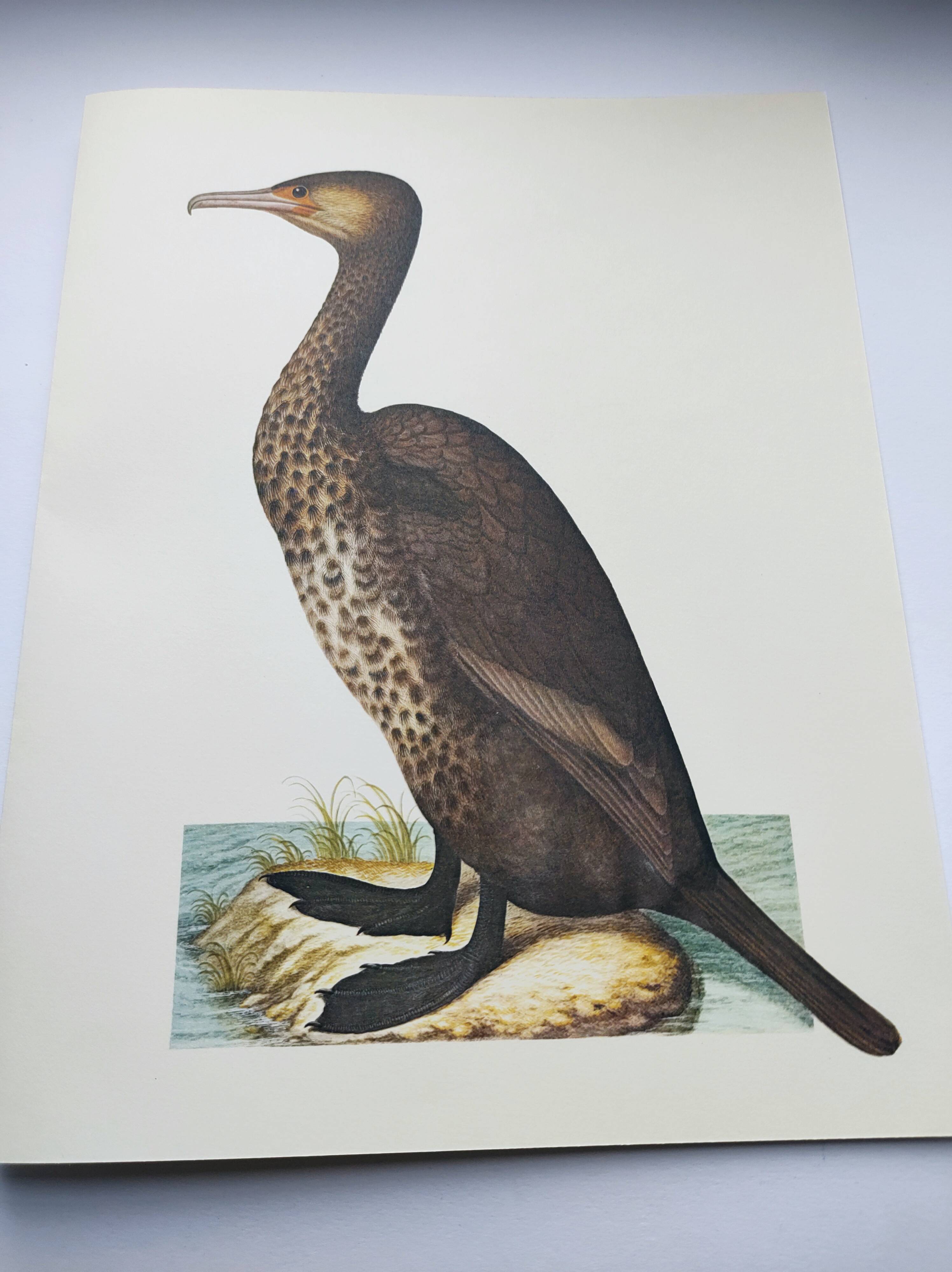 Old board -Great Cormorant- Vintage zoological and ornithological illustration - Bird