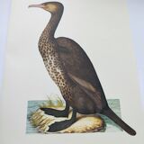 Old board -Great Cormorant- Vintage zoological and ornithological illustration - Bird
