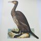 Planche ancienne -Grand Cormoran- Illustration zoologique et ornithologique vintage - Oiseau