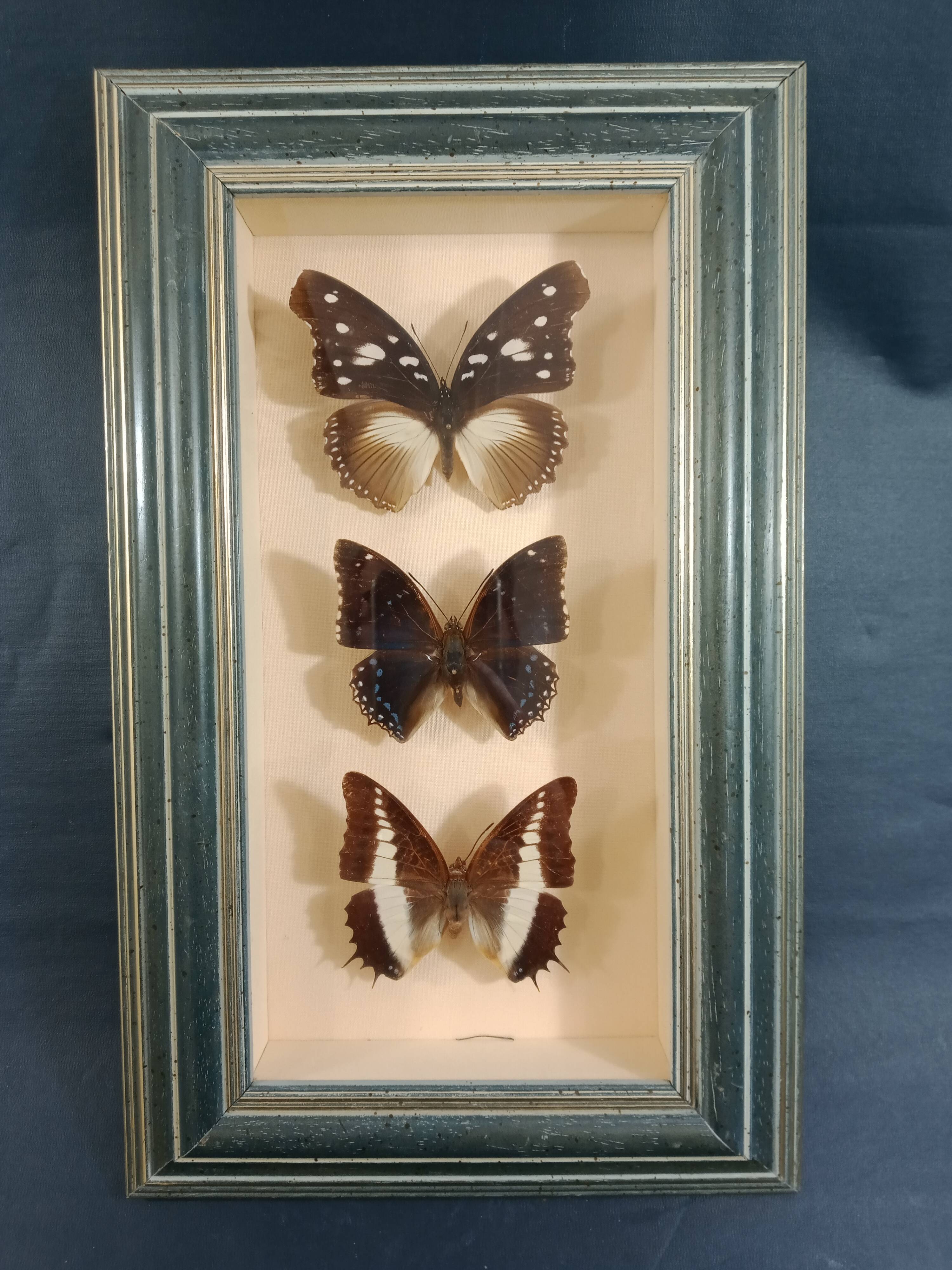 Lot of three Nymphalidae butterflies
