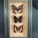 Lot of three Nymphalidae butterflies