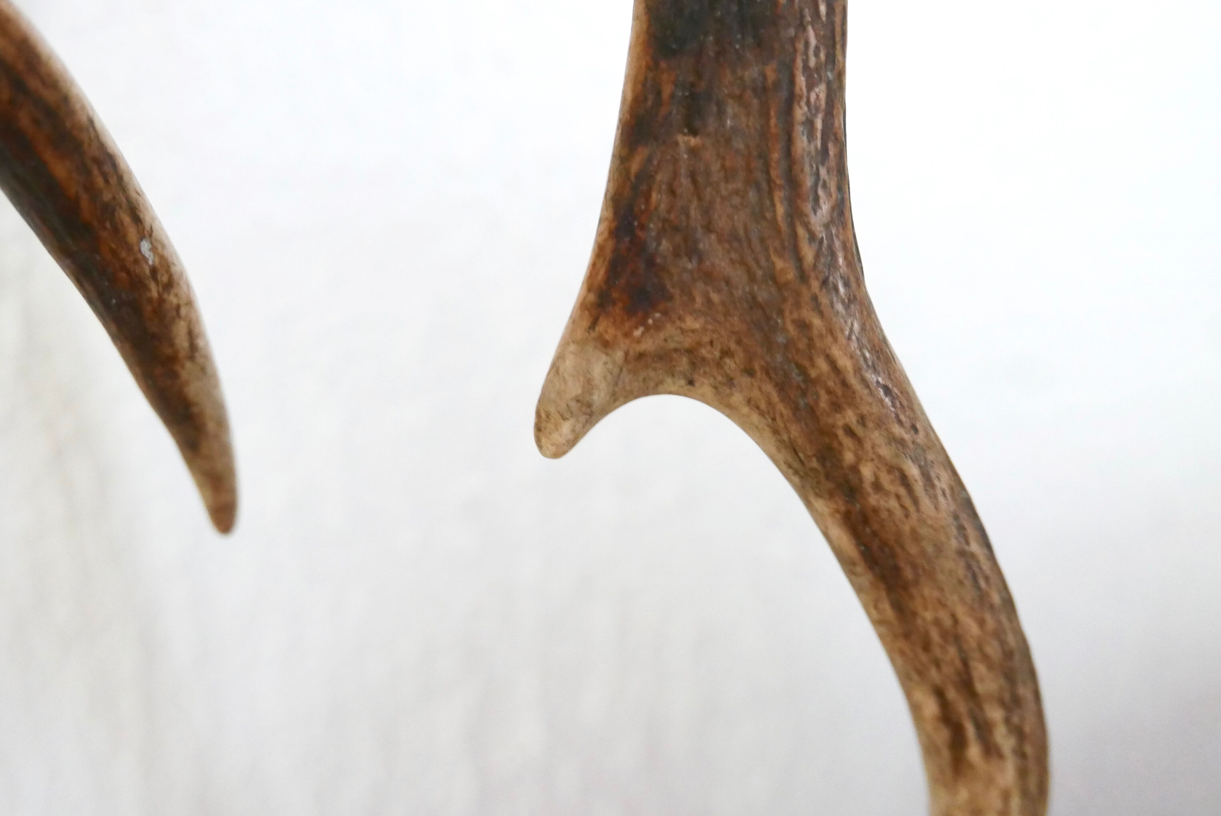 Pair of deer antlers, 70s