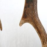 Pair of deer antlers, 70s