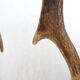 Paire de bois de cerfs années 70