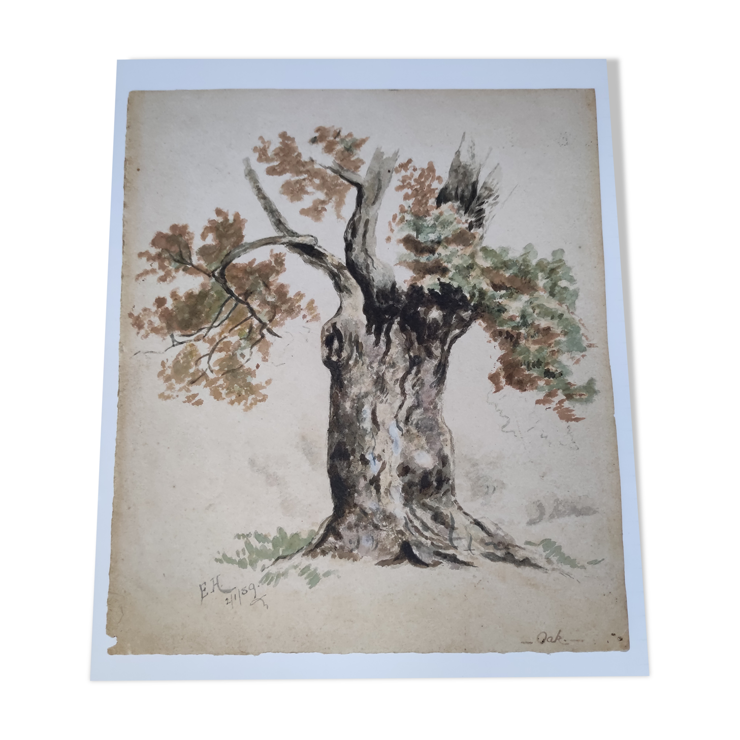 Watercolor on old paper, pattern oak