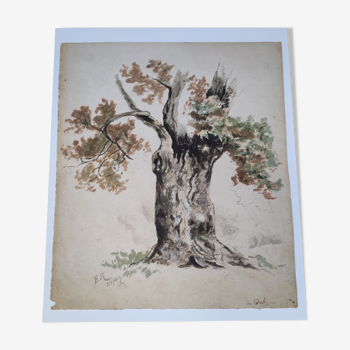Aquarelle sur papier ancienne, motif chêne