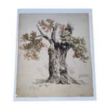 Aquarelle sur papier ancienne, motif chêne