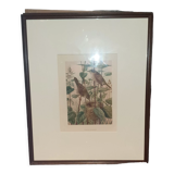 Ornithological engraving